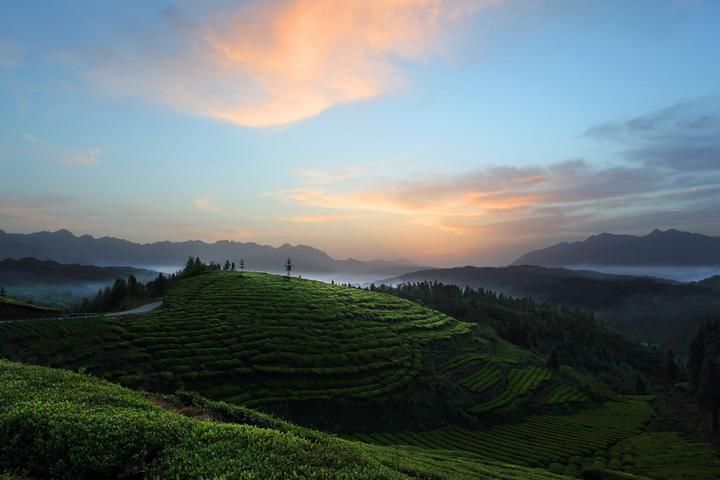 湖北恩施州鹤峰县最美茶园—木耳山茶园.照片由鹤峰县旅游局提供