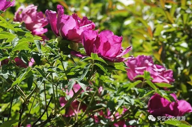 安定：西岩牡丹醉游人，花开时节动凤城