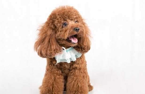 泰迪犬的照顾日常,都来看看吧怎么把爱犬照顾