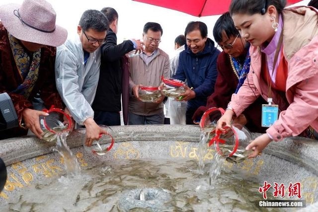 这个以“鱼”命名的节日已经举办十一届了，这种鱼到底有什么特别