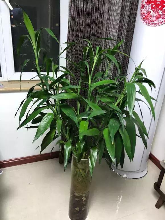 富贵竹几天换一次水呢 t014d5dbf968674b910.jpg