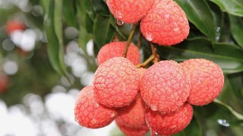 一个荔枝三把火荔枝美味不敢多吃?这样吃荔枝