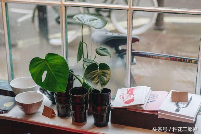 龟背竹怎么开背视频 t014d914e6713142871.jpg