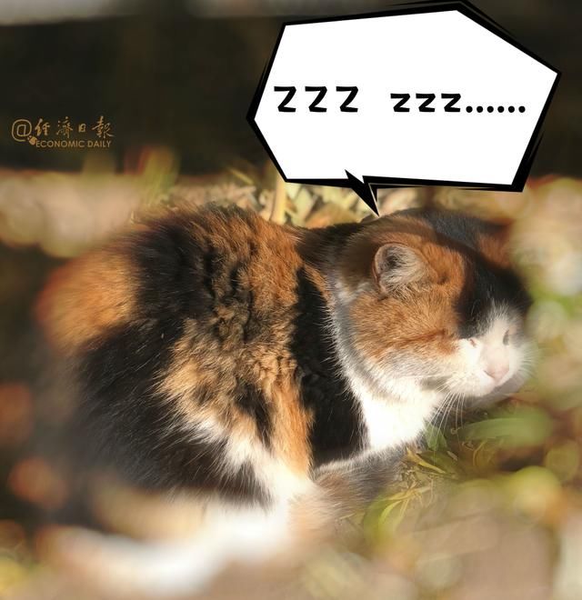 海关总署:5月起携宠物入境可免除30天隔离免疫