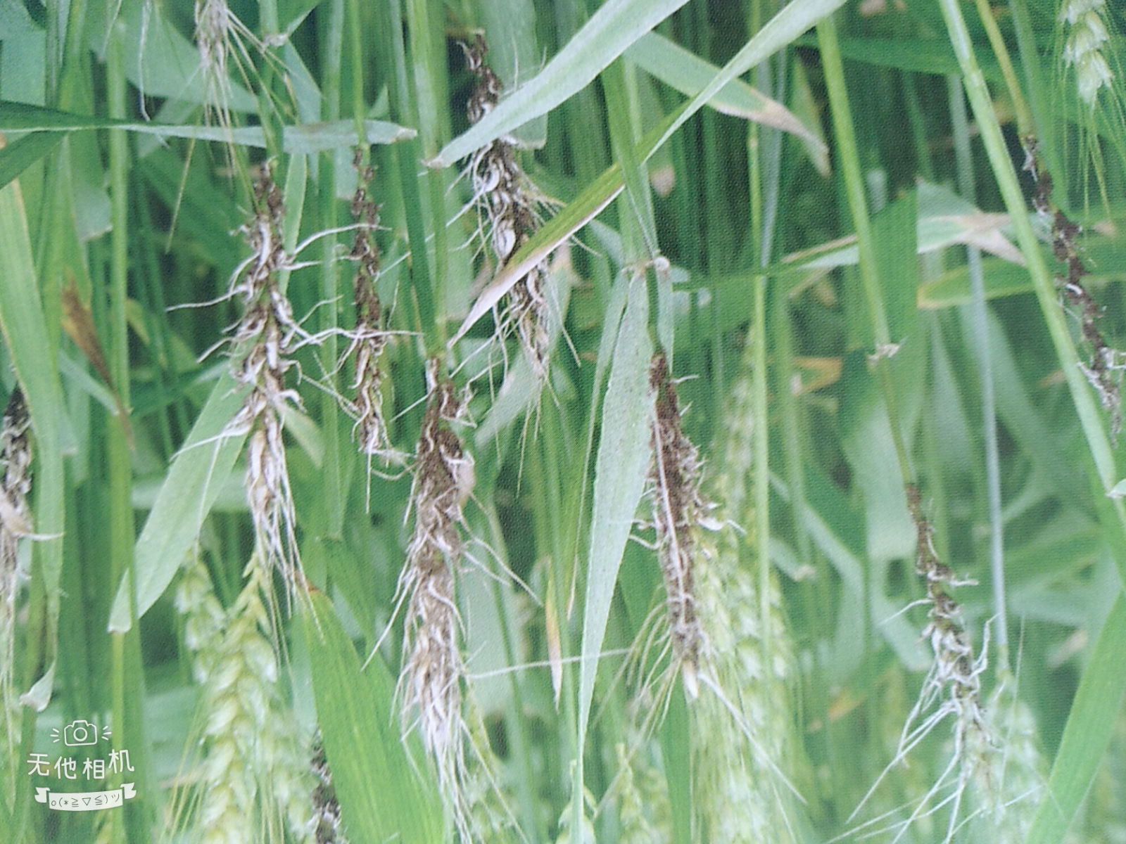 小麦病虫害图解小麦全蚀病、小麦黑穗病、小麦秆黑粉病等