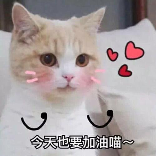 熊猫头老公火了,小奶猫吃醋1了:表情大全大全表情包qq搞笑图片图片动态?我是你图片