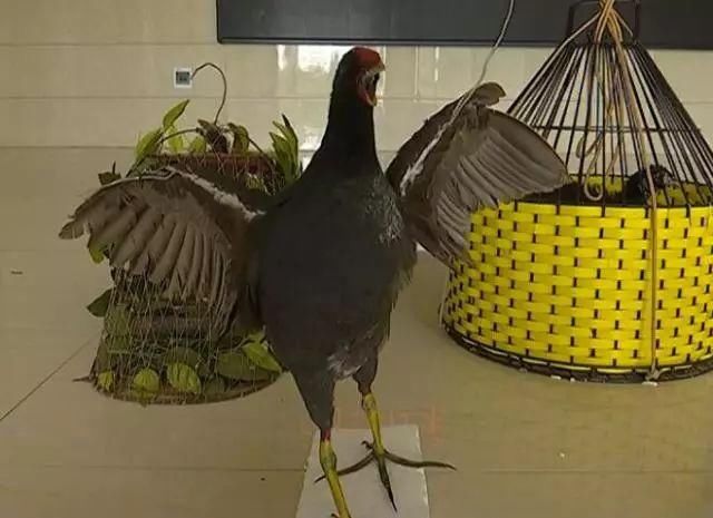 网警提醒新余一男子在快手APP发布一段视频