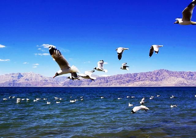 中国最长的湖泊，一半是咸水，一半是淡水，岛上的鸟蛋还不能带走