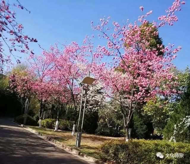 云南县级最大的樱花公园的樱花开了，通玄公园樱花已开，等你来撩