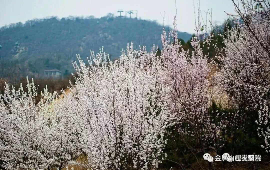 清明时节，桃杏争艳，金屏山庄，出行之选！