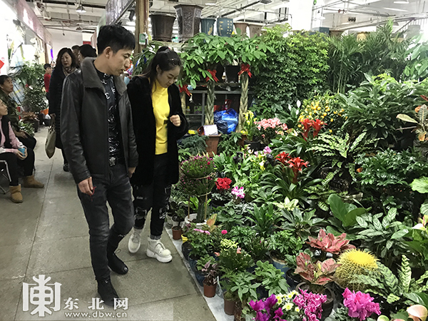 盆栽花卉价格批发 t014ecdcd111b6b164c.jpg?size=600x450