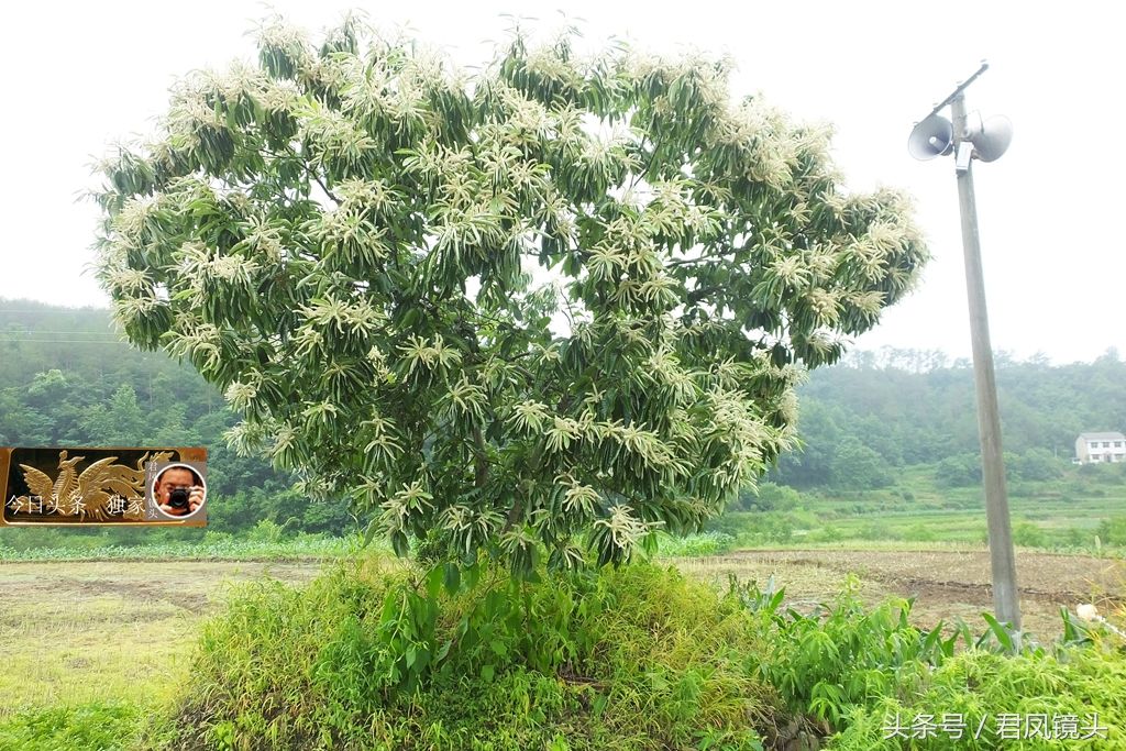 湖北宜昌:乡村，板栗树长在古墓正中央，影响坟墓风水吗?