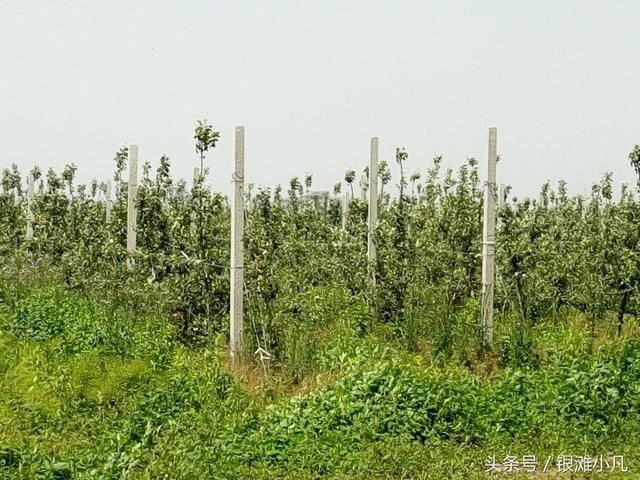 为何百亩以上的种植大户大部分亏钱?