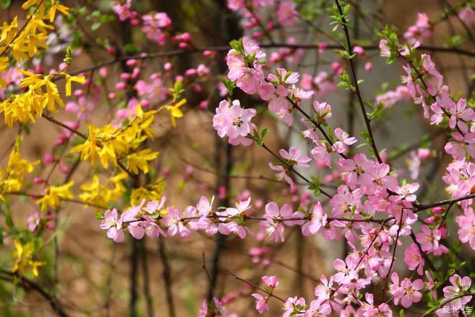 《春之彩》文瀛公园遛个弯!