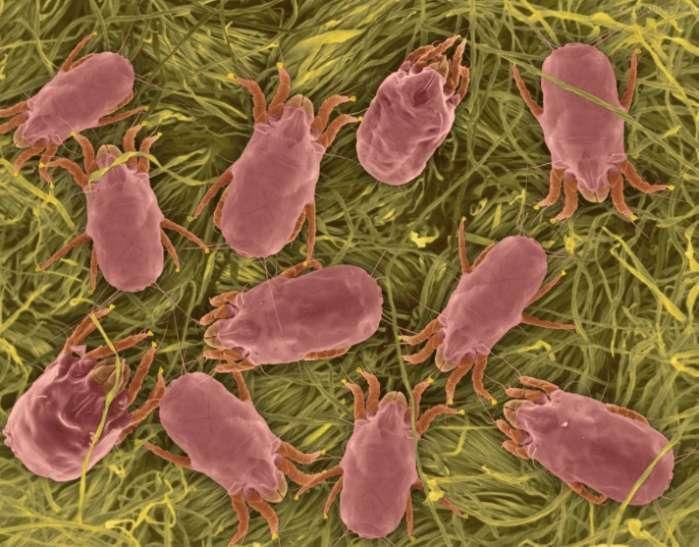 牙签鱼有多可怕?一旦盯上目标,唯有将寄主吸食