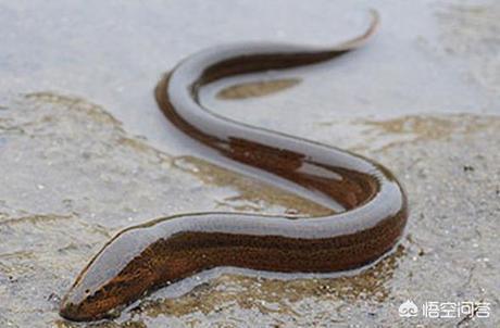 吃肉的淡水鱼都有哪些?