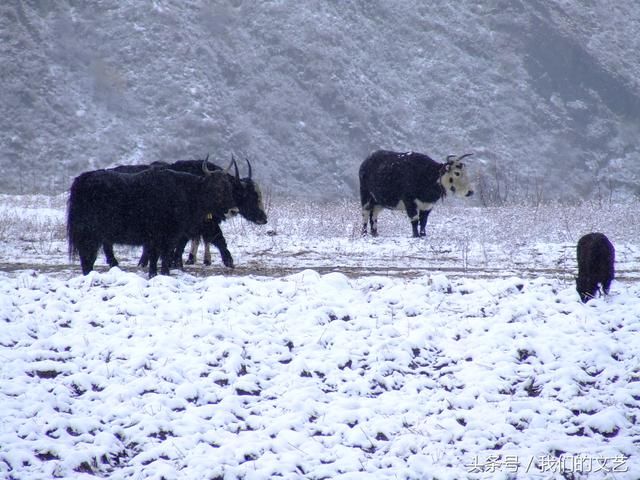 给我一个十月 再去一次梦幻川西