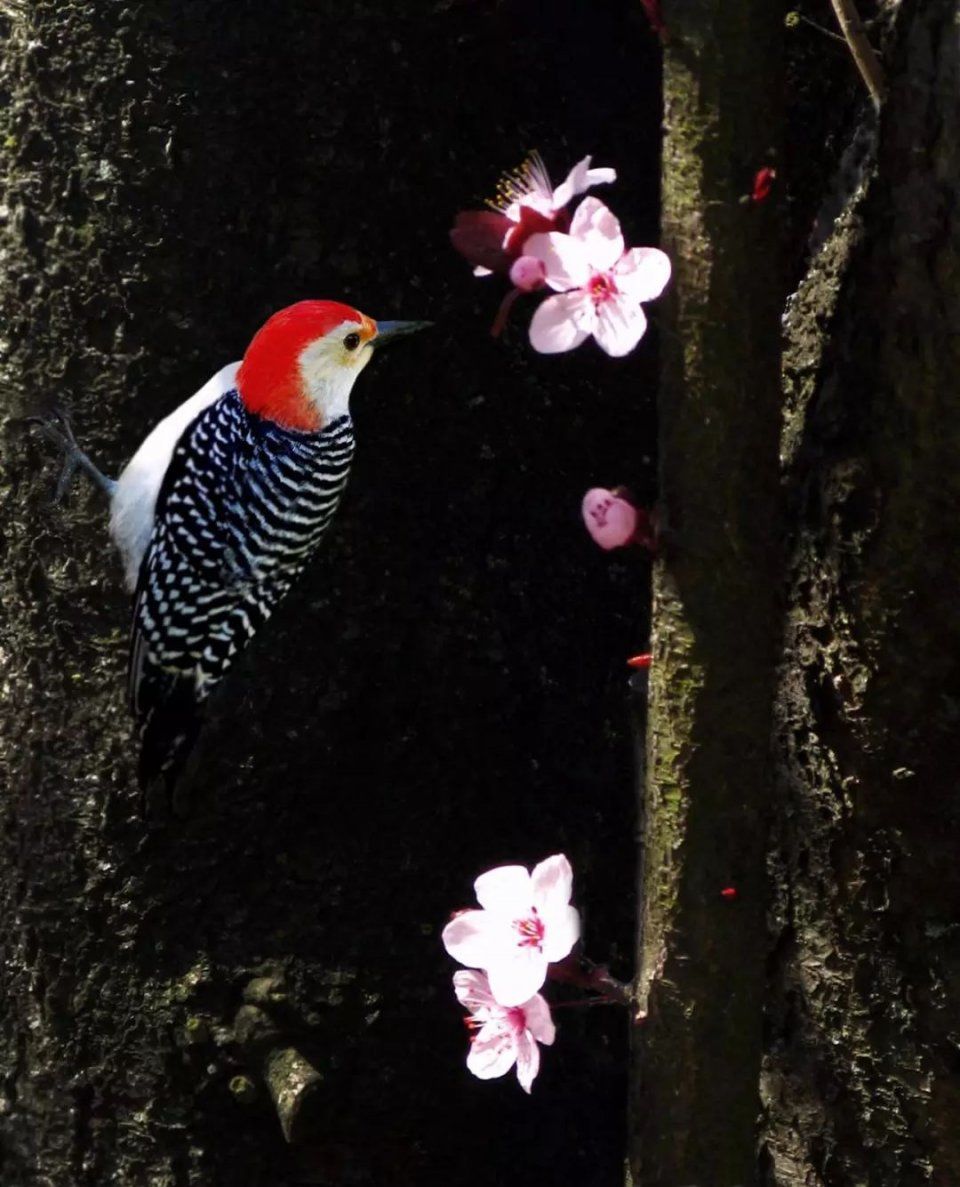 【每月在路上】三月,送你最in的赏花攻略,十大赏花胜地,愿你不