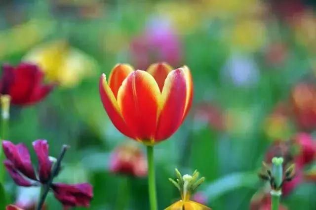 说好的过年昆明变空城呢?城里城外……分分钟被这场面惊呆了