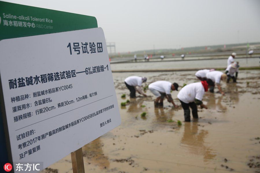 青岛“海水稻”六地同时插秧 袁隆平现场亲手选秧苗