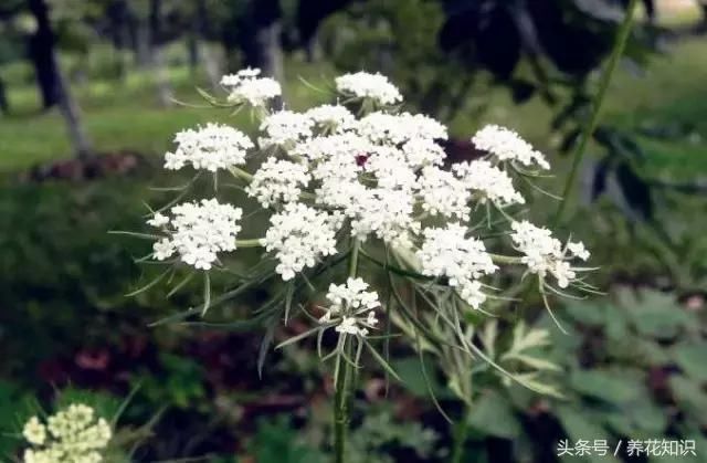 吃了一辈子蔬菜，却没见过它开花的样子？太惊艳了！