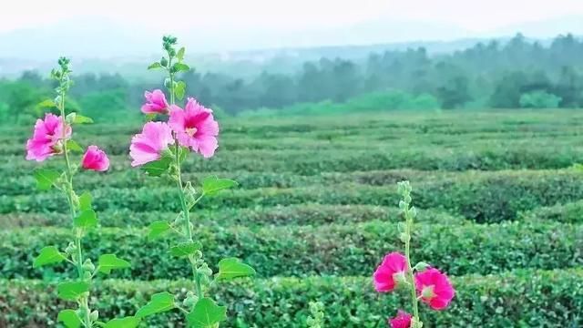 流转了百亩土地，又有多少人能赚钱？