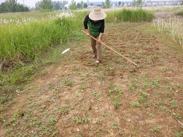 黄豆地里杂草丛生，这不是打草药就能轻松解决的