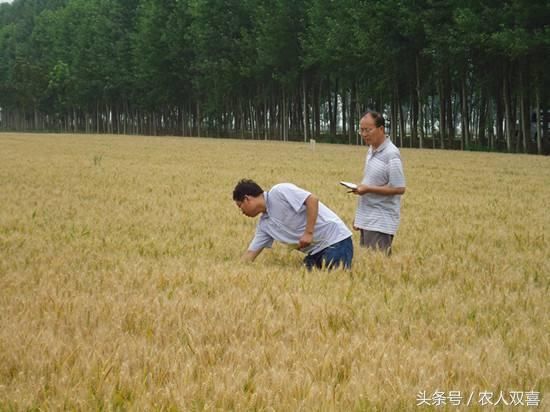 农人双喜说：小麦自己留种亩产超1300斤，农民说：卖种子的咋办！