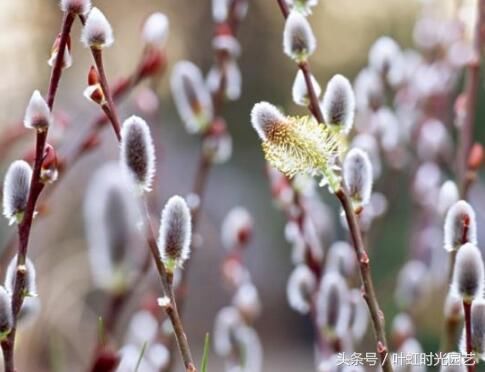 春节期间该种什么花？养这9盆来年红红火火，福气滚滚来！