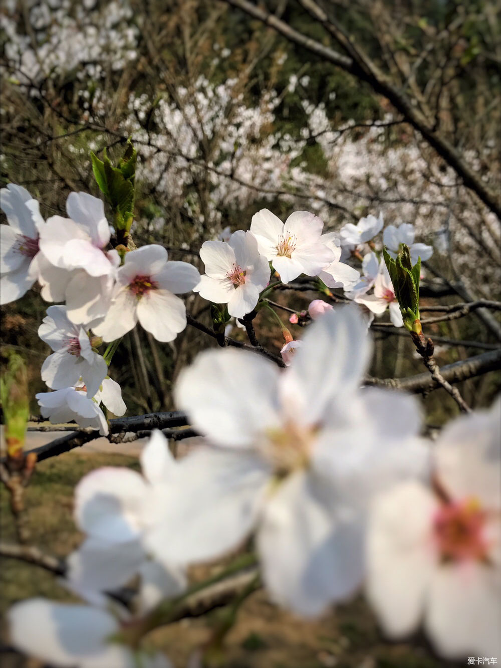 【春之彩】又是一年樱花烂漫时