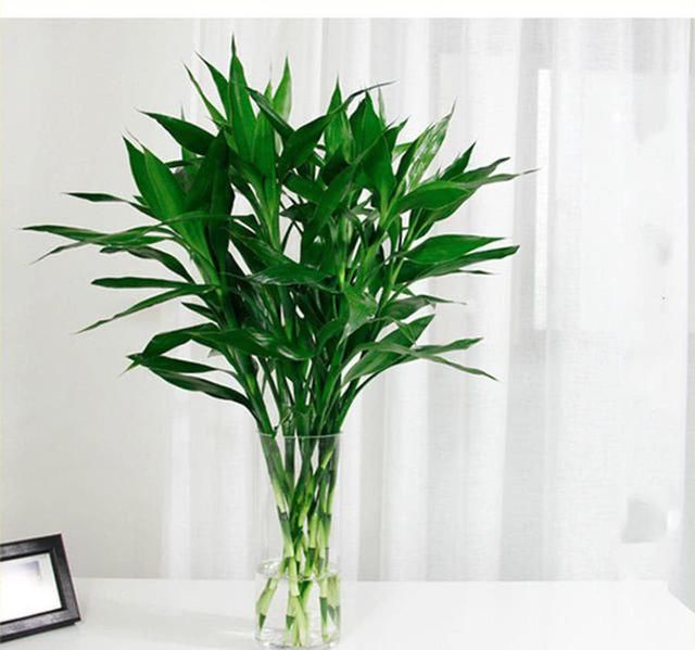 绿萝富贵竹,千万别放在阳台养,晒太阳就是酷刑