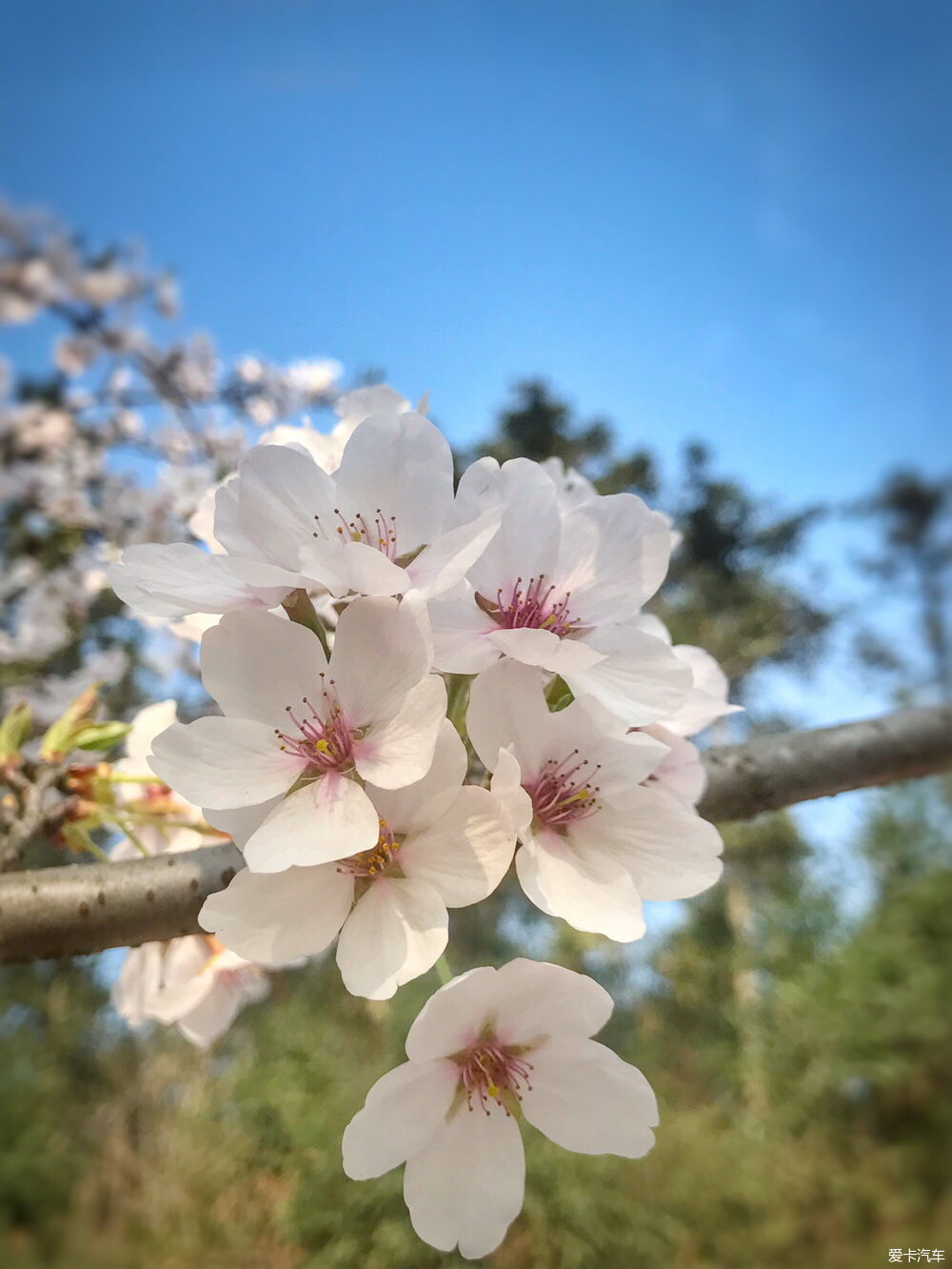 【春之彩】又是一年樱花烂漫时
