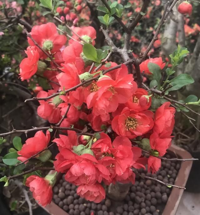 春节花卉市场感受新春节日气氛