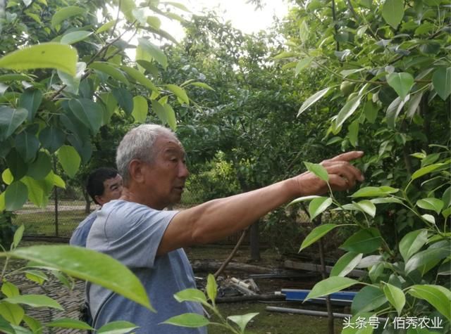 农村人坚持种植20年，村庄变世外桃源，赚钱后的邻居乐坏了