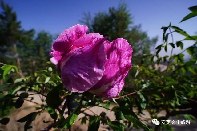 安定：西岩牡丹醉游人，花开时节动凤城