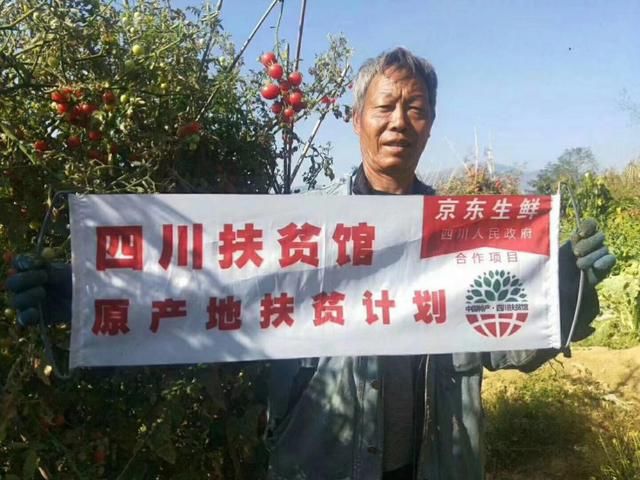 菜农寒心！番茄沤烂田里无人收 企业暖心！产地扶贫助销数十万斤