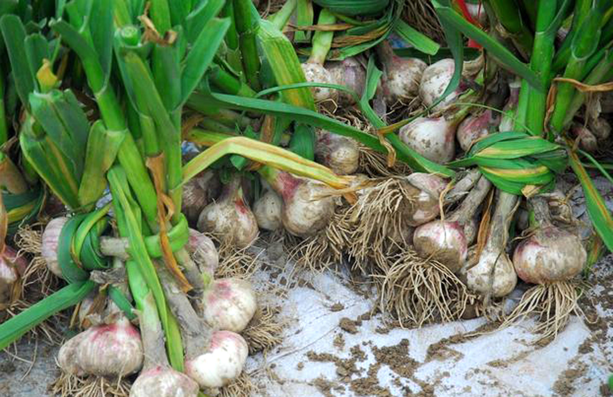 大蒜为什么不扎根,根枯黄还向上卷曲?你是不是