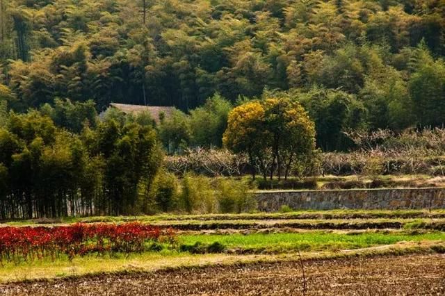 大好春光，3月花开成海！中国最美的10个赏花地，惊艳整个朋友圈