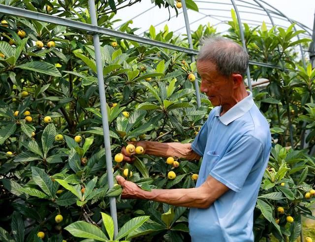 这位海宁人扎根田间30多年 只因“甜蜜”的事业让他停不下来