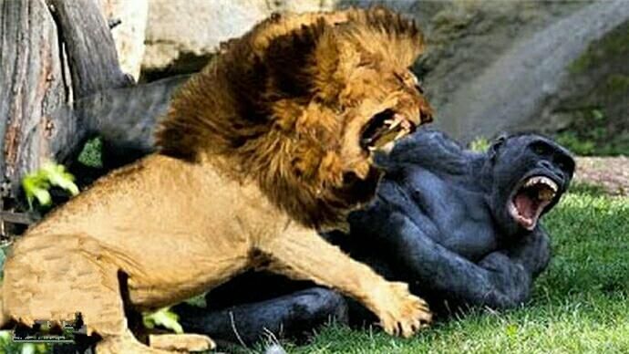 银背大猩猩VS狮子 地球最强灵长类动物能否战