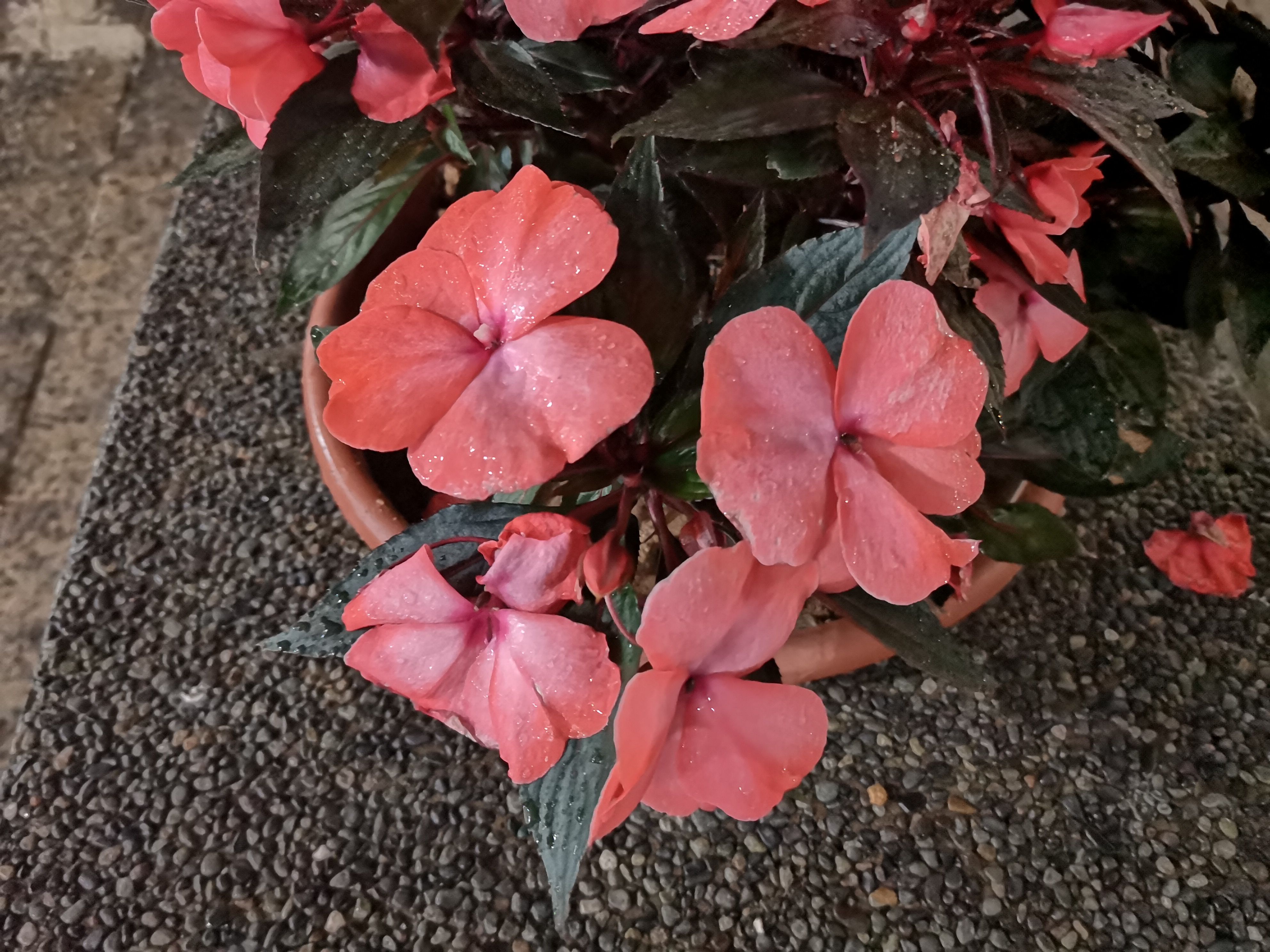 魅族15、华为P20:同款Sony IMX380 COMS,拍