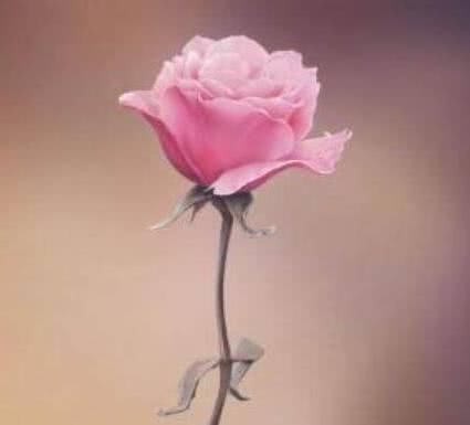 心理测试:选1朵你最喜欢的花,测你会留给别人什么样的第一印象