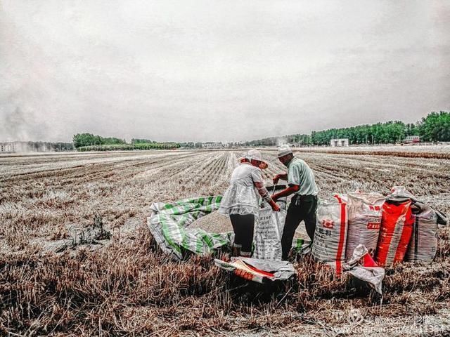 河南许昌：建安区陈曹乡金色的麦 丰收在望徐永华收麦摄影作品