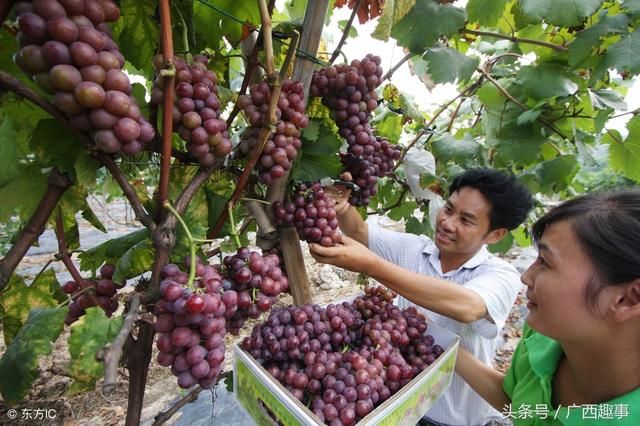 砂糖橘大势已去，桂林种植户纷纷弃种，开始加入种植葡萄大军！