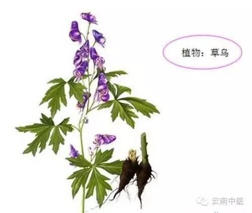 食用草乌防中毒，煎煮服用大有讲究