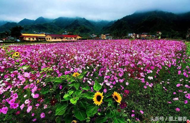 绝美花海为你，许下美丽的心愿