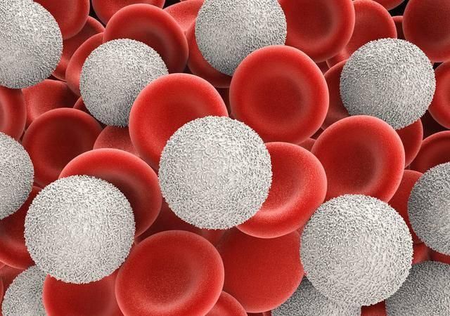 体检白细胞偏低