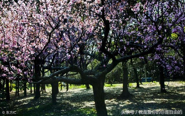 2018最新上海景区大全，含收费及免费景点，收藏了慢慢玩吧!