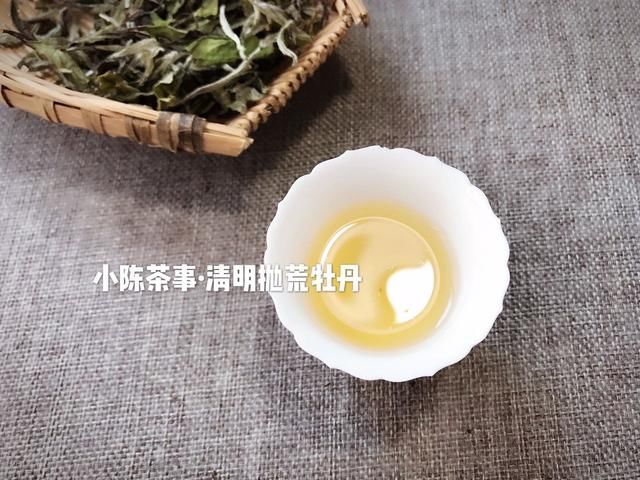 白茶春茶季到了，春茶、头春茶、明前茶、雨前茶,你分清了吗?