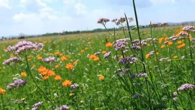 张家口最美的季节才刚刚开始，假期带家人来一场美好的自驾游吧！